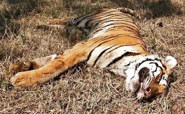 बेतला नेशनल पार्क : बाघिन को जंगली भैंसों ने घेर कर मार डाला, एक्सपर्ट बोले- कमजोर होने के कारण नहीं कर सकी सामना