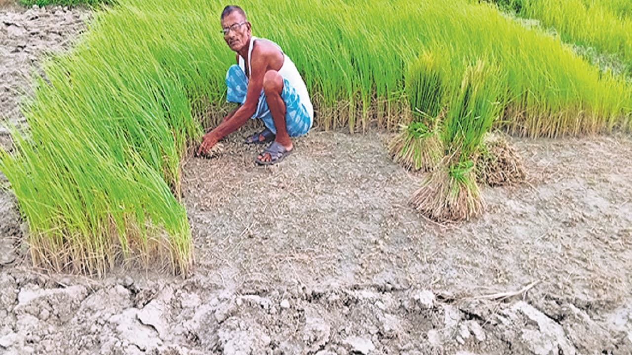 बिहार: पांच साल में पहली बार जुलाई में सबसे कम बारिश, किसानों को नहीं होगा नुकसान, इस खेती से जबरदस्त मुनाफा