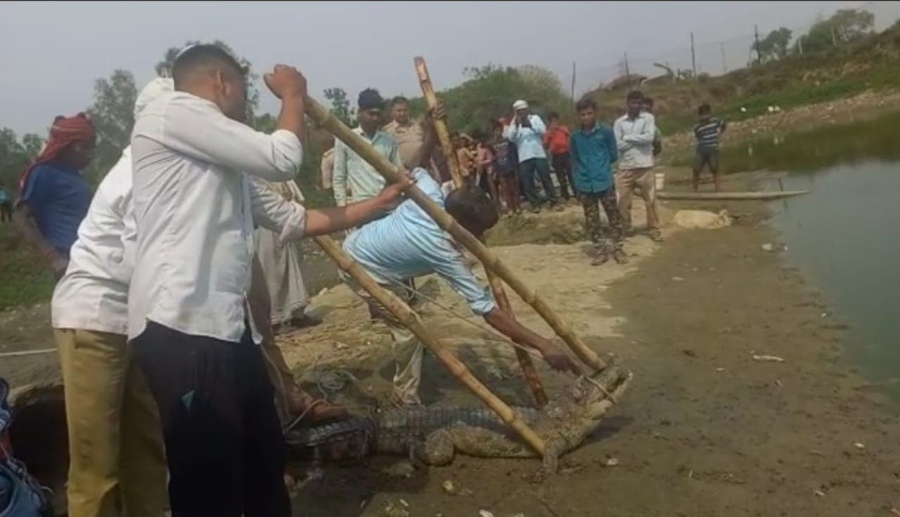 अलीगढ़ के आबादी क्षेत्र में घुसा विशाल मगरमच्छ, गांव वालों ने दिखाया साहस, रस्सी से बांधकर किया काबू