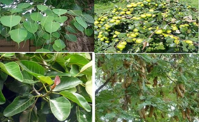 Vastu Shastra : ये पौधे बनते हैं आपकी बर्बादी का कारण, इसे घर से तुरन्त लगा दें बाहर, जानें क्या कहता है वास्तु शास्त्र…