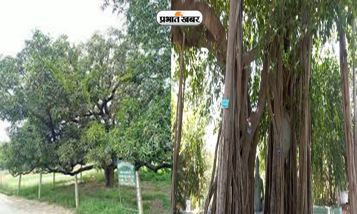 लखनऊ में 200 साल पुराना आम और बरगद का पेड़, ऊदा देवी ने इसी पेड़ पर चढ़कर 36 अंग्रेजों को उतारा था मौत के घाट