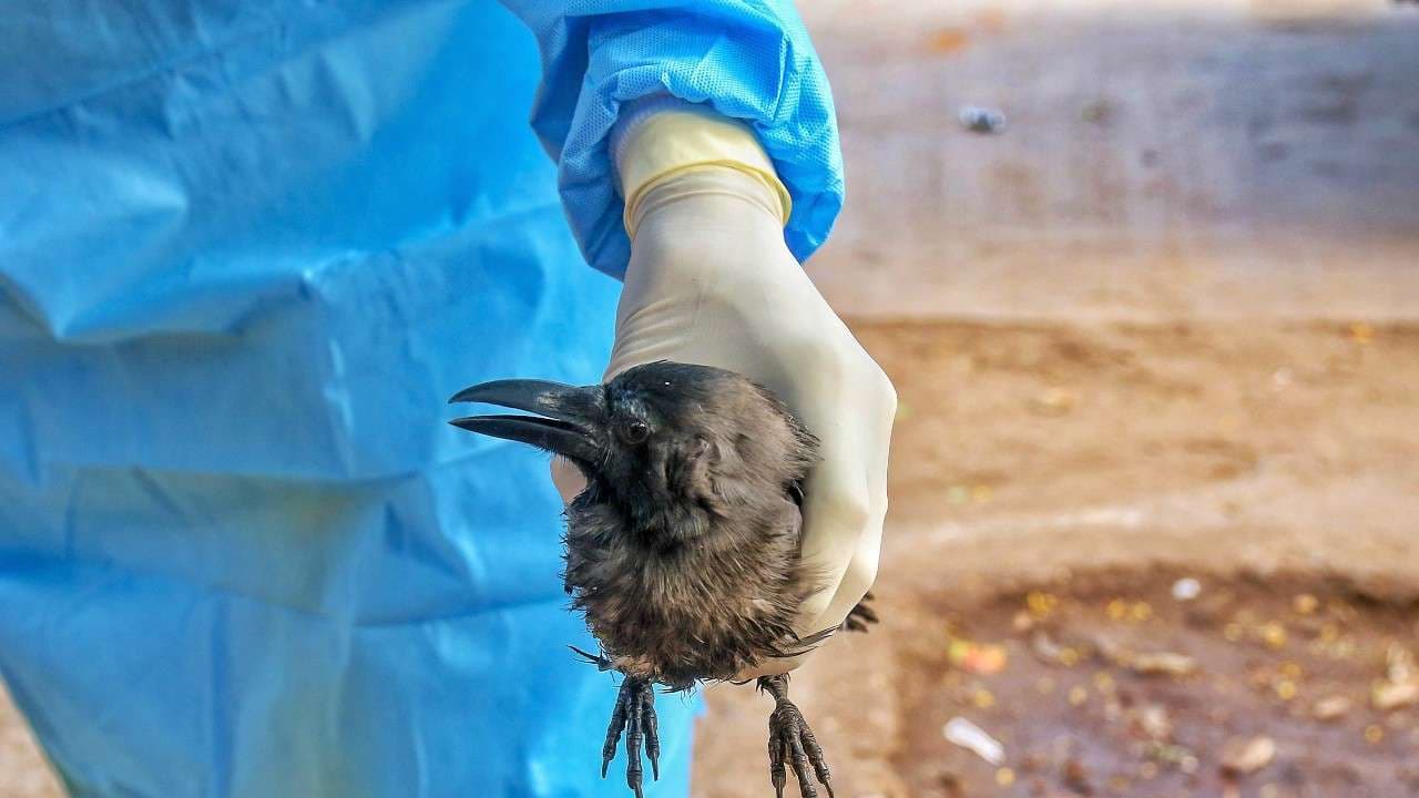Bird Flu Updates: 2020 रहा कोरोना के नाम, 2021 बर्ड फ्लू से आगाज, देश में तेजी से बढ़ रहे हैं मामले