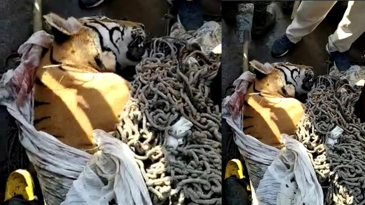 Video: VTR के बगहा में आदमखोर बाघ मारा गया, 7 घंटे के ऑपरेशन के बाद बिहार पुलिस के शुटरों ने किया ढेर Video: VTR के बगहा में आदमखोर बाघ मारा गया, 7 घंटे के ऑपरेशन के बाद बिहार पुलिस के शुटरों ने किया ढेर