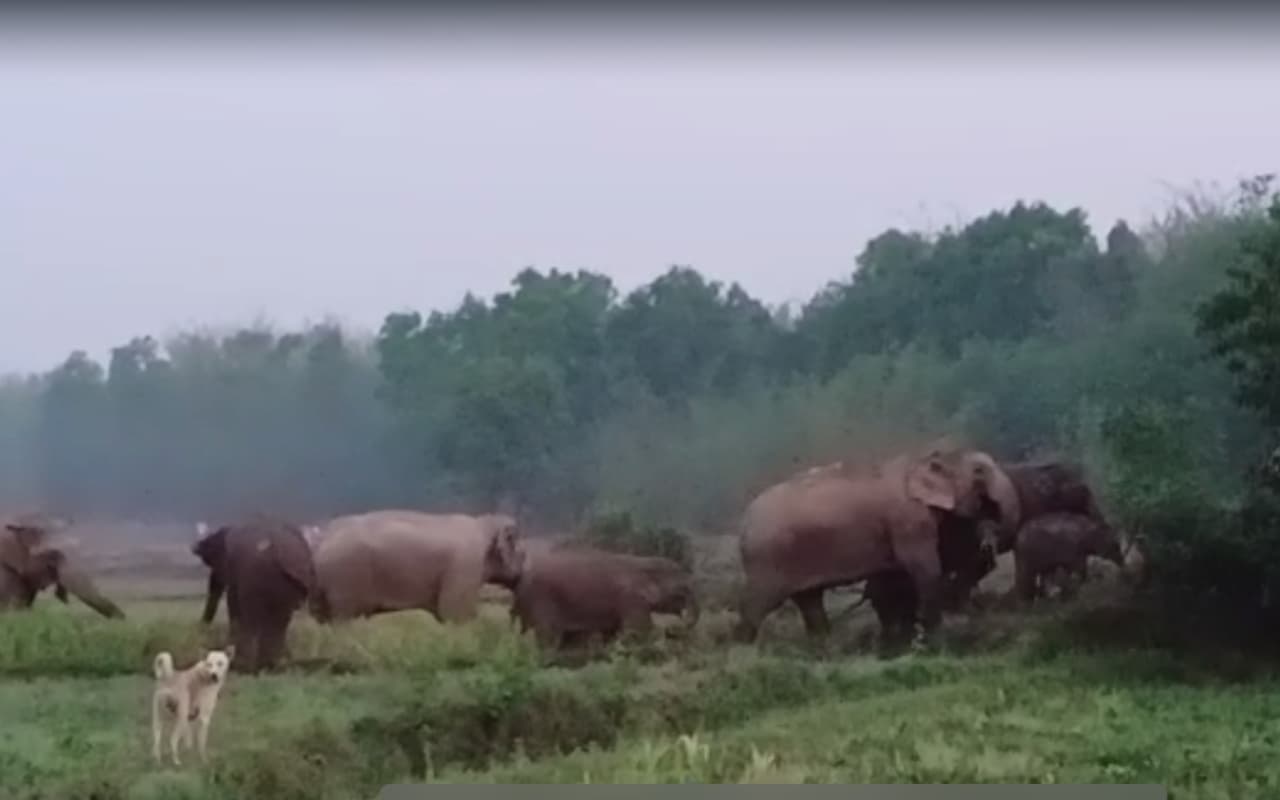 Jharkhand Elephant Terror: बहरागोड़ा में ग्रामीणों के लिए आपदा बनकर आये हैं हाथी, वन विभाग नहीं कर रहा मदद