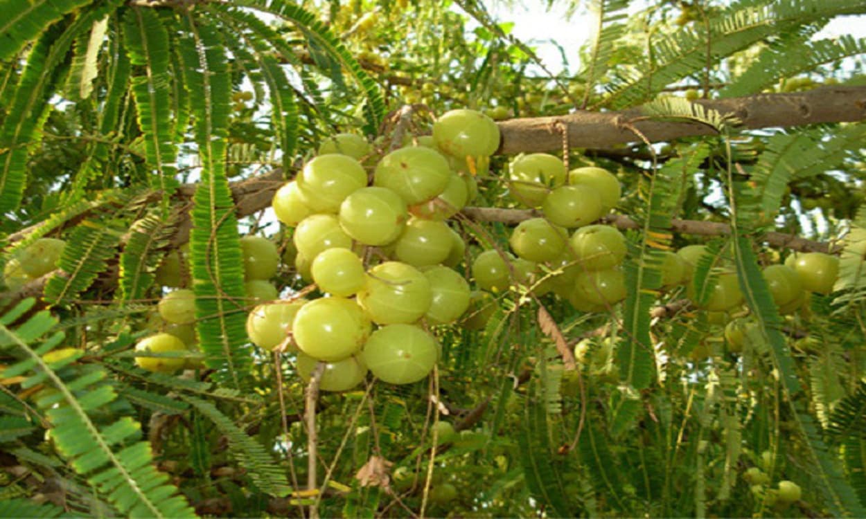 Amla/Akshaya Navami 2020 : संतान प्राप्ति व सुख- सौभाग्य के लिए सोमवार को रखा जायेगा आंवला नवमी का व्रत, जानें इसकी महत्ता…