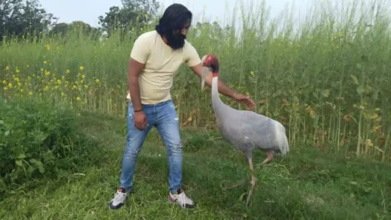 सारस से दोस्ती के बाद आरिफ पर केस दर्ज, वन विभाग का नोटिस, पूछताछ के लिए तलब, जानें मामले में कब क्या हुआ?