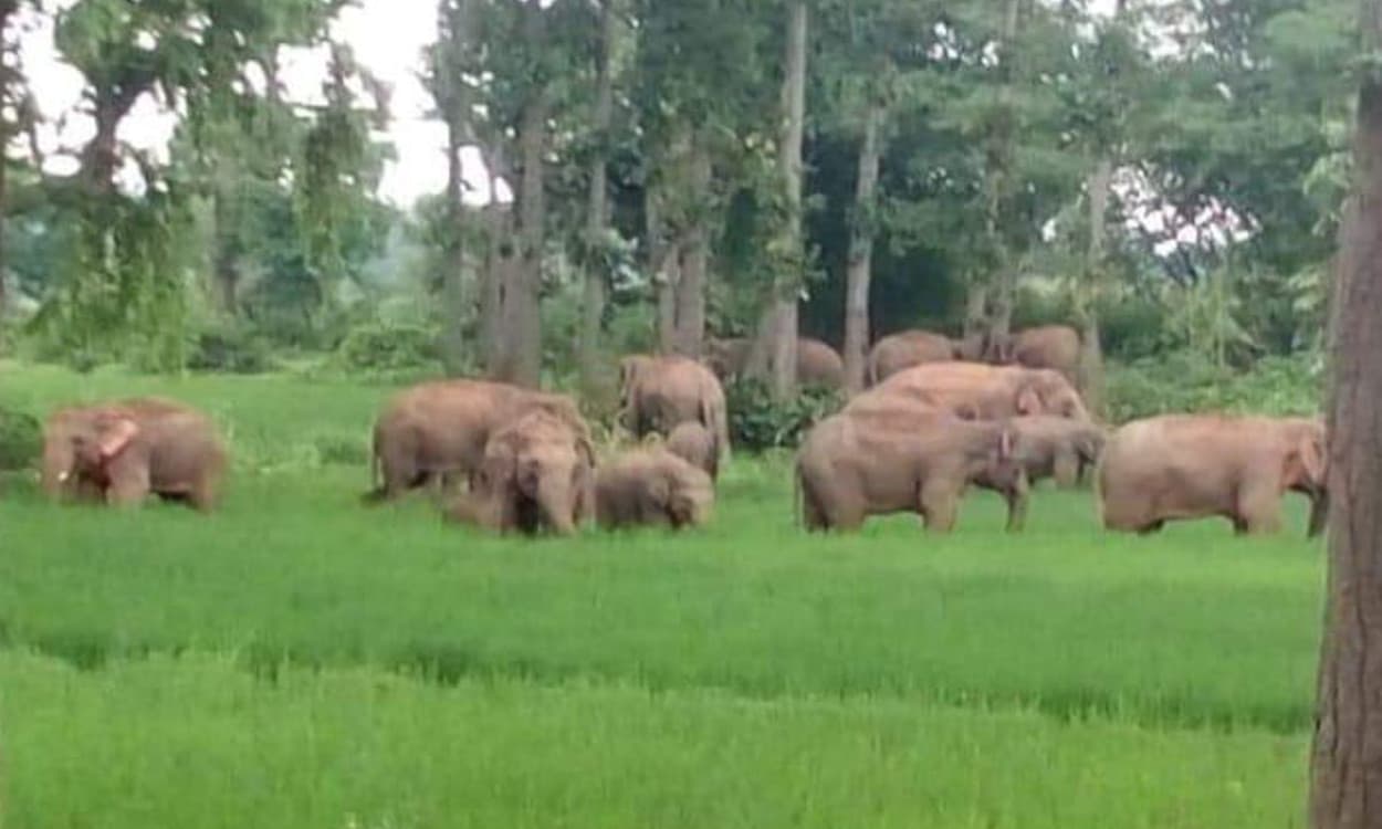 बड़कागांव में हाथियों के झुंड ने लाखों की फसलों को पहुंचाया नुकसान