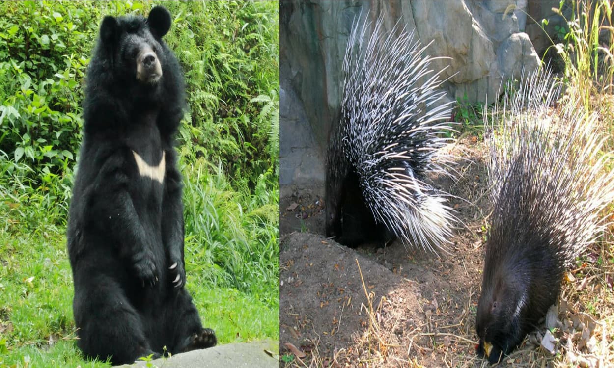 नये साल में बोकारो Zoo को मिलेगा तोहफा, भालू- पॉर्क्यूपाइन समेत अन्य की दिखेंगी जोड़ी