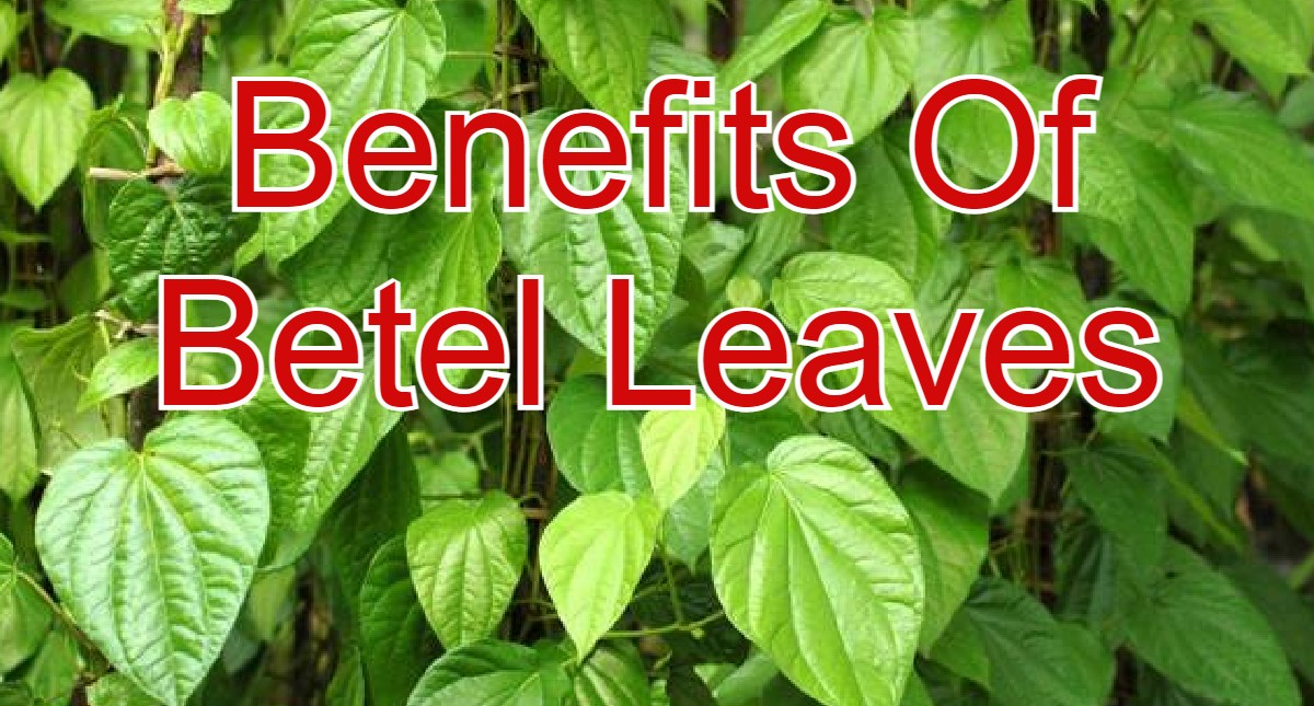 Benefits Of Betel Leaves: गर्मी में ट्राई करें कूलिंग माउथ वाटरिंग पान शॉट, जानें इसके फायदे