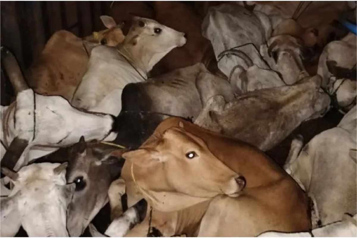 पानागढ़ बाजार से गायों की तस्करी जारी, पुलिस खामोश, भाजपा नेता ने प्रशासन पर लगाया मिली भगत का आरोप