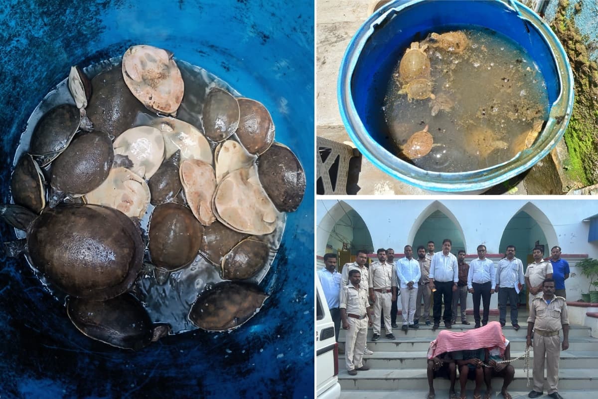 देवघर एयरपोर्ट पर 39 कछुए के साथ तीन गिरफ्तार, तस्करी की आशंका, आरोपियों ने कहा- खाने के लिए ले जा रहे थे..