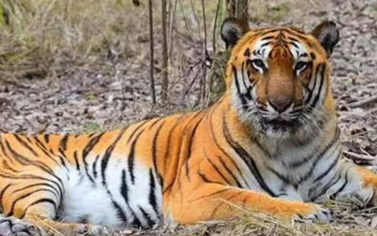 देश का 54वां बाघ अभयारण्य बना Dholpur-Karauli Tiger Reserve