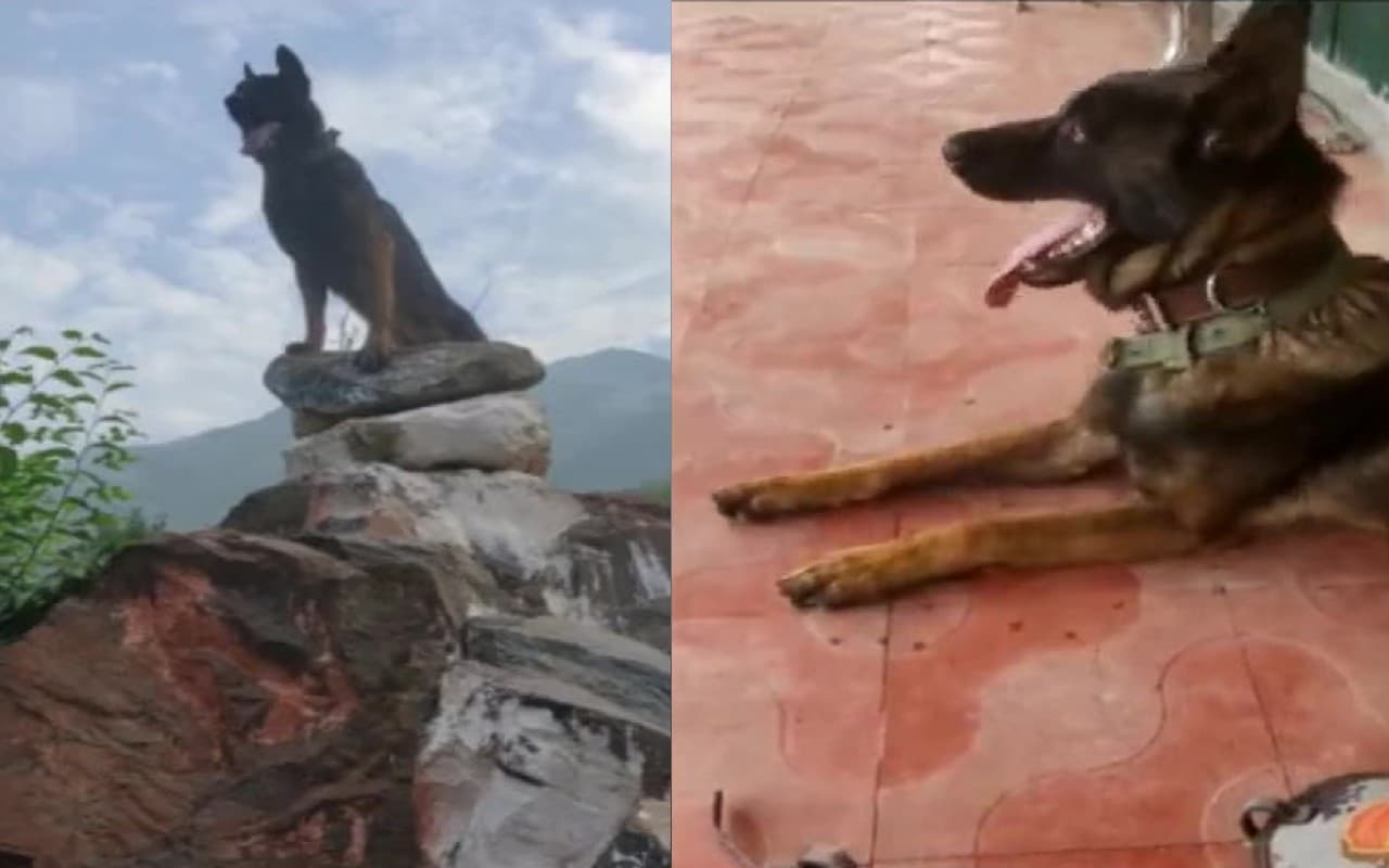 Jammu Kashmir: नहीं रहा आर्मी का बहादुर डॉग Zoom, दो गोली लगने के बाद भी आतंकियों से लेता रहा लोहा