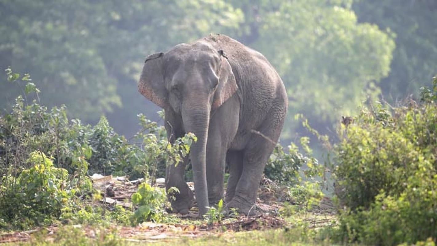 उत्तर बंगाल में करंट लगने से 25 हाथियों की मौत, अब जागी बंगाल सरकार, उठाया ये कदम