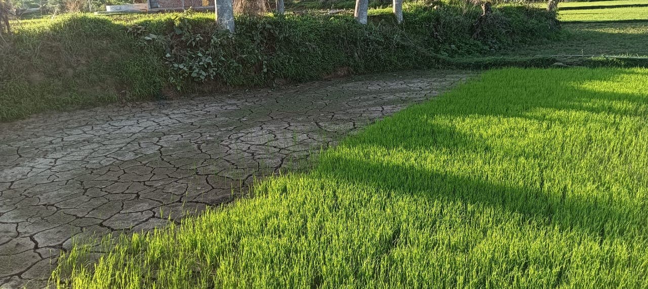 झारखंड : गिरिडीह के देवरी ब्लॉक में एक% भी नहीं हुई धनरोपनी, गावां में सूखने लगे धान के बिचड़े, किसान परेशान