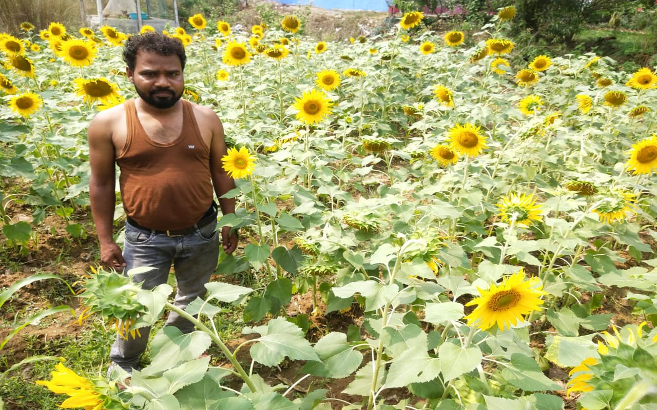झारखंड : कम बारिश से पूर्वी सिंहभूम के किसान परेशान, सूर्यमुखी की खेती से धान की कर रहे भरपाई