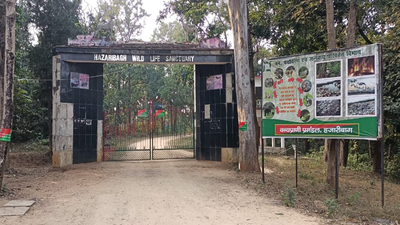 पर्यटकों को आकर्षित करता हजारीबाग का वाइल्ड लाइफ सेंचुरी, जंगली जानवरों की अठखेलियां लोगों को खूब लुभाती