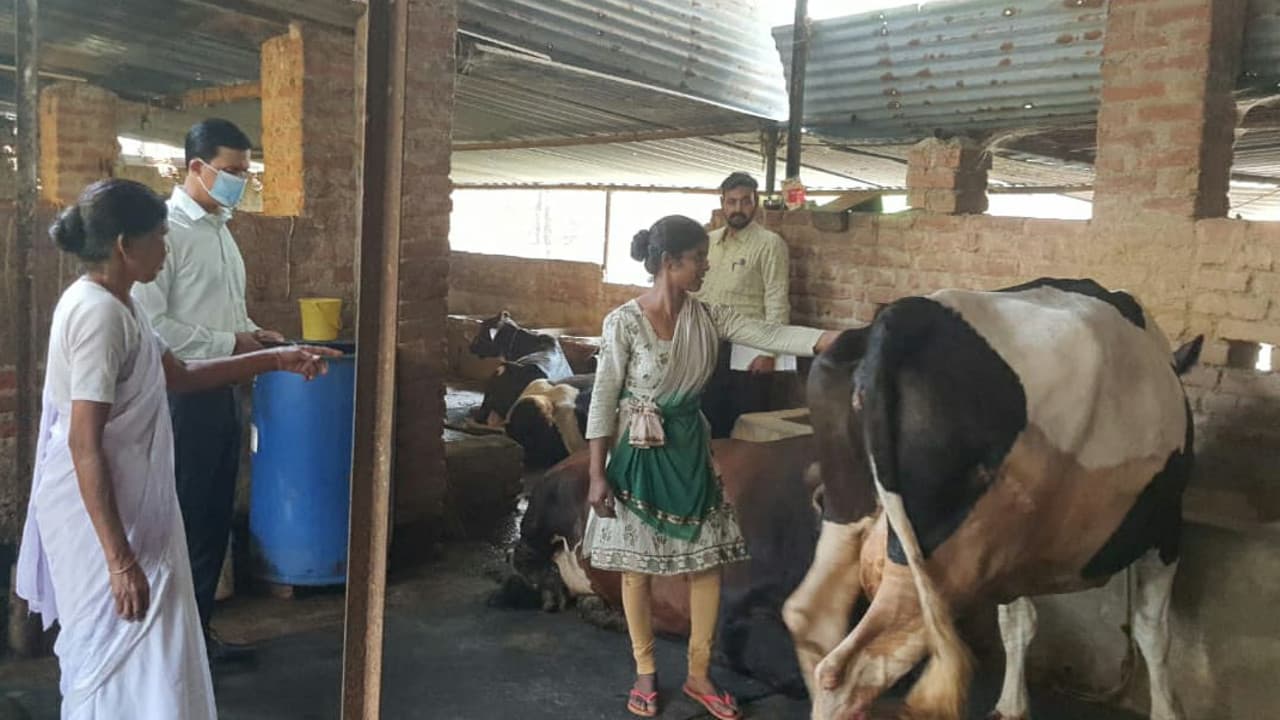 दुग्ध व्यवसाय से गुमला की ज्योति देवी ने बदली तकदीर, सालाना 10 लाख की कर रही आमदनी, जानें कैसे