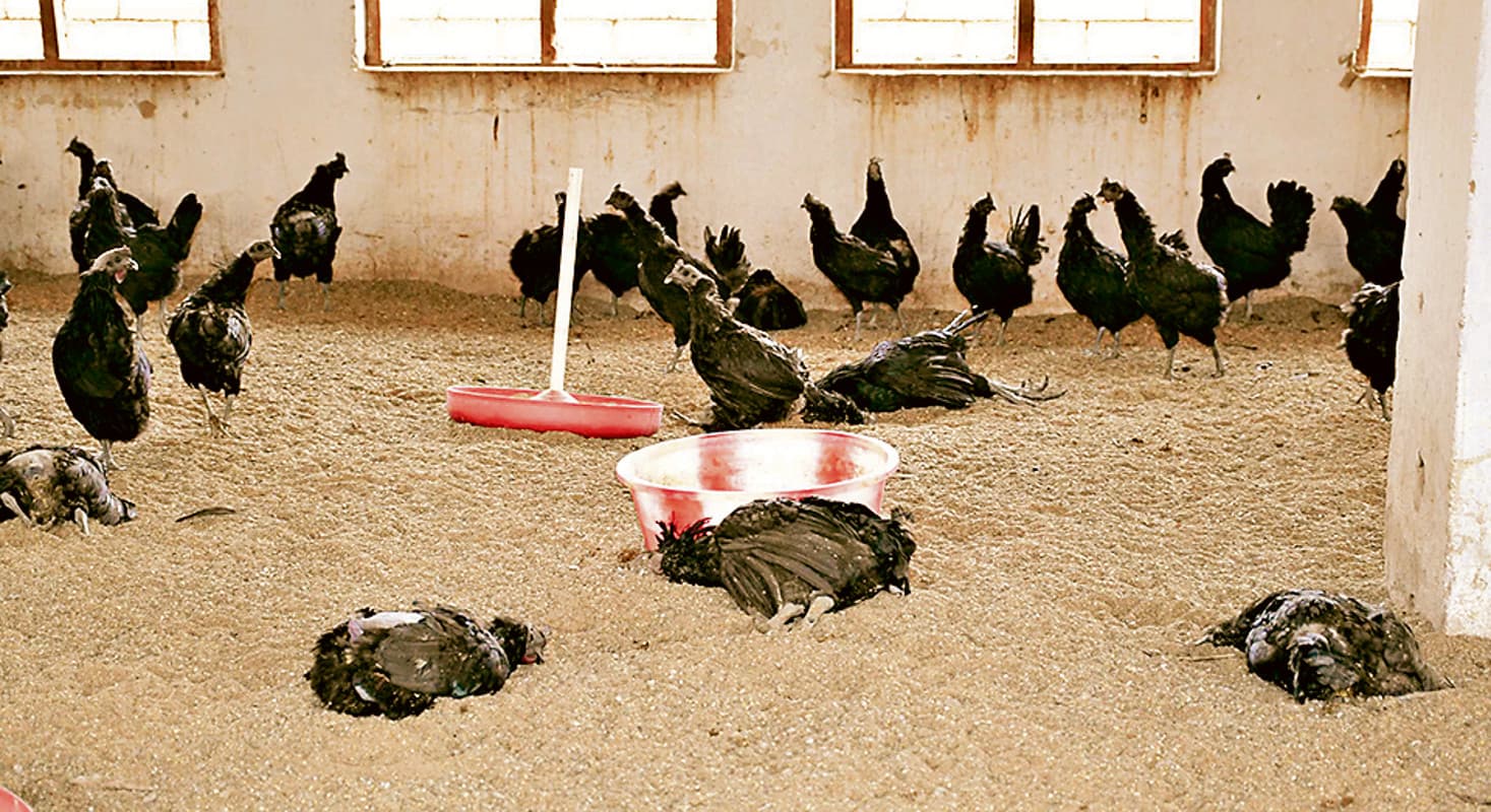 चुनाव से पहले मध्य प्रदेश में बढ़ गई कड़कनाथ की मांग, महेंद्र सिंह धोनी के फार्म हाउस में है ये खास मुर्गा