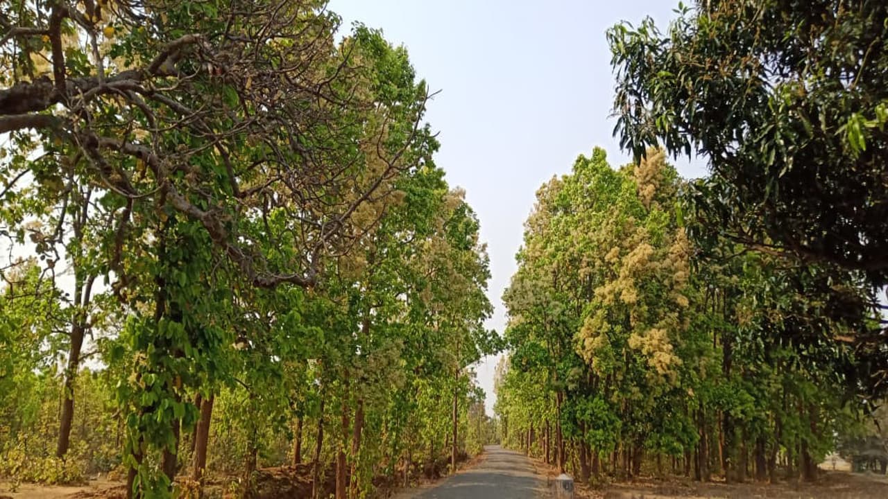 Earth Day: बिहार में हरियाली बचाने के लिए पेड़ों की शिफ्टिंग शुरू, विकास कार्यों के लिए नहीं काटे जा रहे पेड़