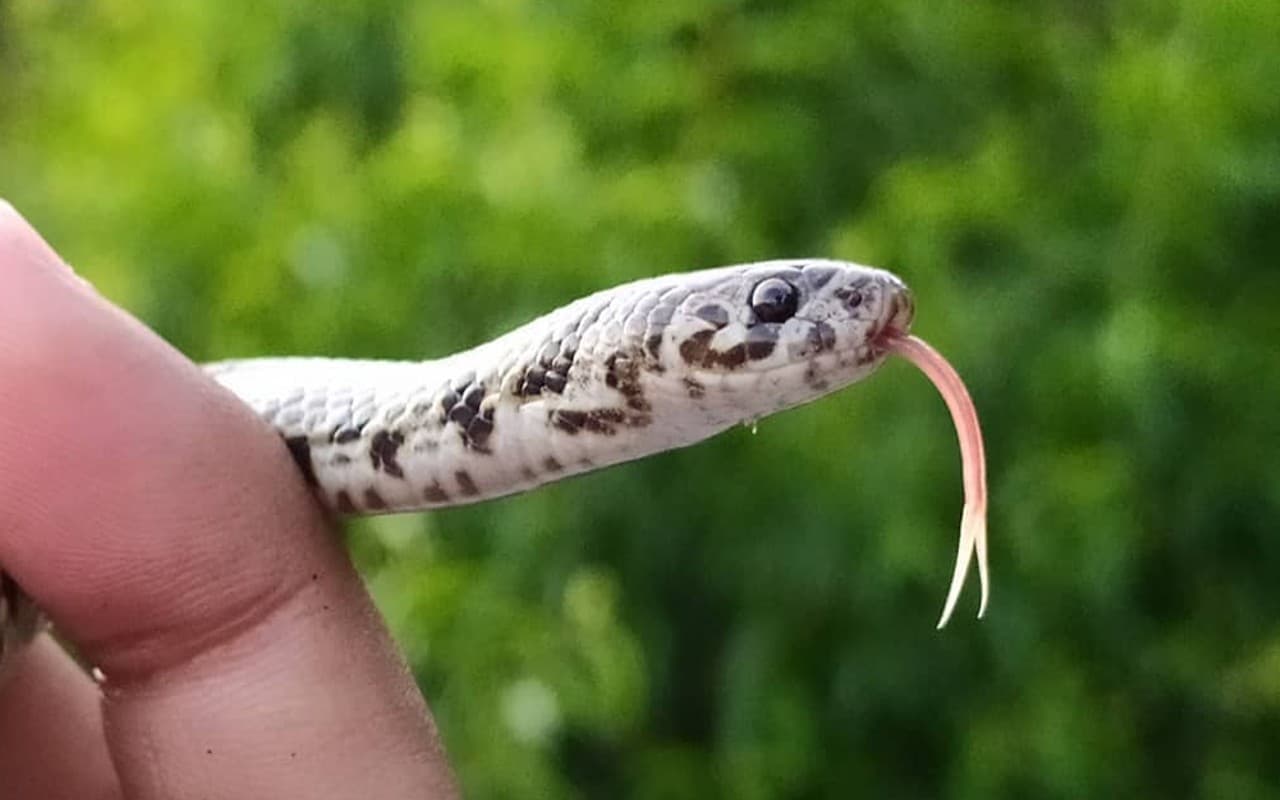 Snake Bites: गुस्से में आकर इस इंसान ने कोबरा सांप का किया ये हाल, पहले तो मारकर चबा डाला फिर . . .