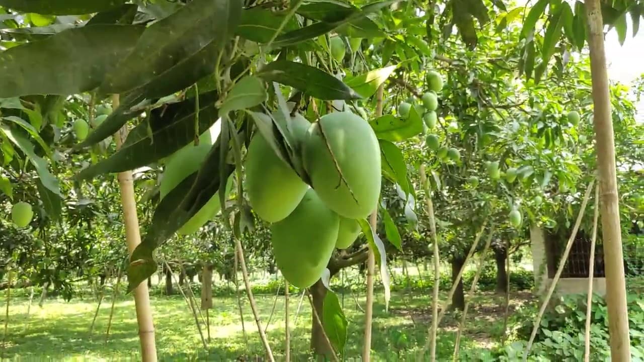 लोहरदगा : सेन्हा के पंचायतों स्थित 22 एकड़ में आम बागवानी का कार्य शुरू