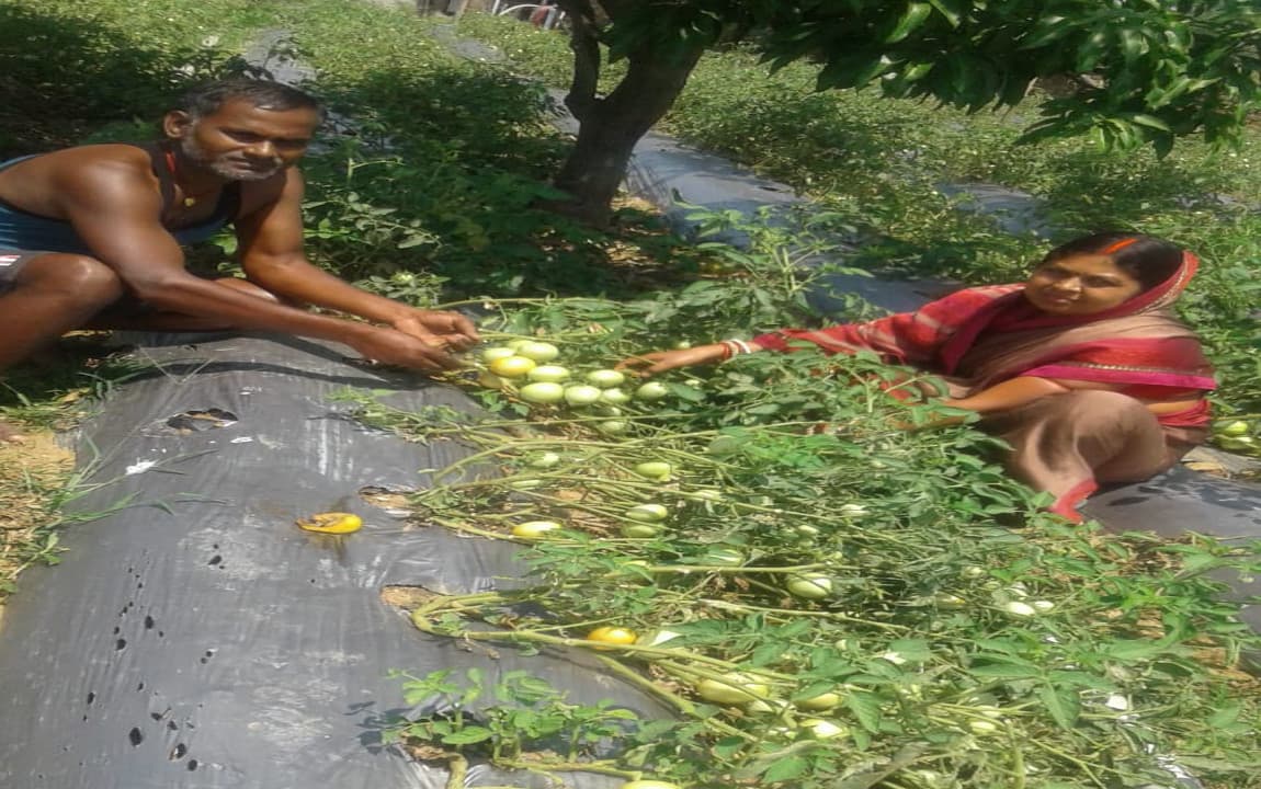 किसानों के लिए प्रेरणास्त्रोत बने बड़गांव निवासी मनोज महतो, उन्नत कृषि तकनीक से कर रहे अच्छी खेती