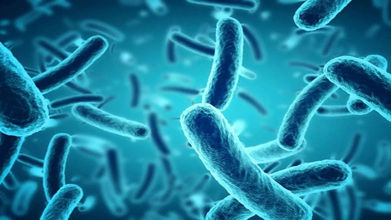 Marburg Virus: मारबर्ग वायरस के कारण अफ्रीकन देश इक्वेटोरियल गिनी में 9 लोगों की मौत, WHO ने बुलाई मीटिंग