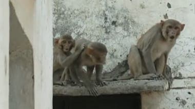 आगरा में बंदरों की समस्या पर हाइकोर्ट में सुनवाई, सरकार और नगर निगम से 17 अगस्त तक मांगा जवाब