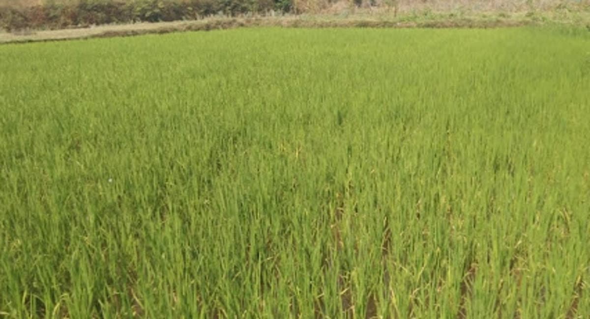 Jharkhand News: संताल परगना के खेतों में खड़ी फसलों पर भनभनिया कीट का प्रकोप, किसान हैं परेशान