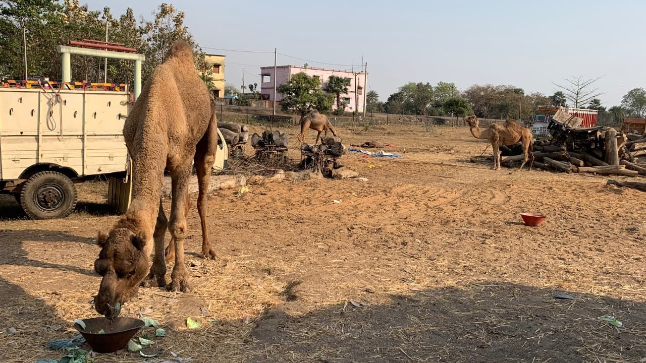 Camel Smuggling Latest News : डिस्ट्रिक्ट कोर्ट पाकुड़ ने जब्त ऊंट को राजस्थान भेजने का दिया आदेश, जानें क्या है पूरा मामला