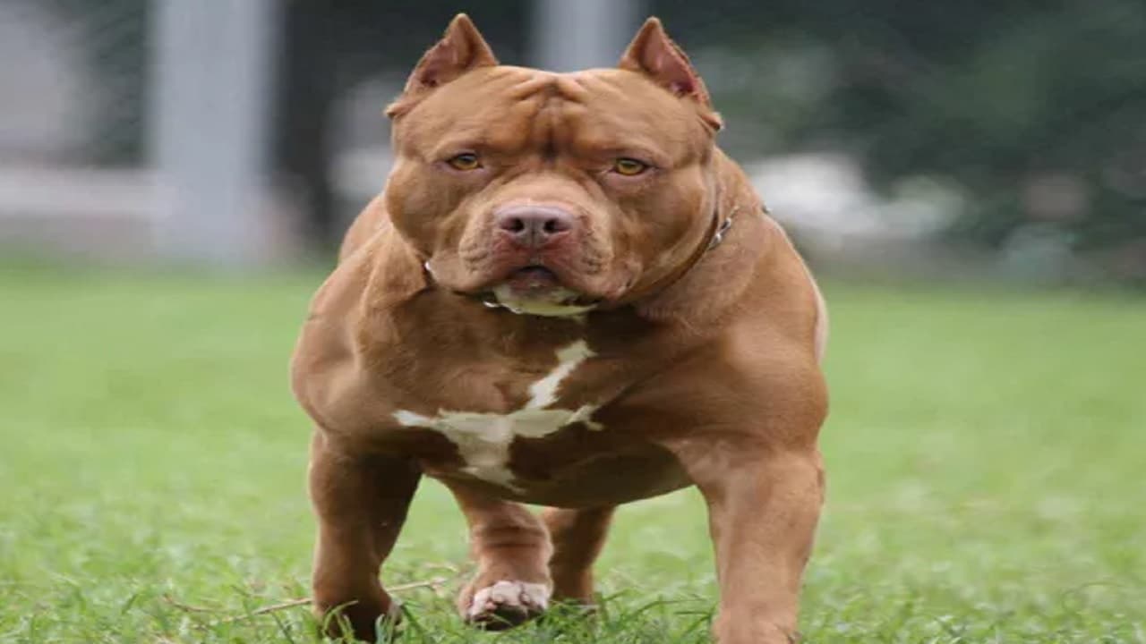 Pitbull Attack: गाजियाबाद में पिटबुल का आतंक, 11 साल की बच्ची पर किया हमला, घायल कर दिए दोनों पैर