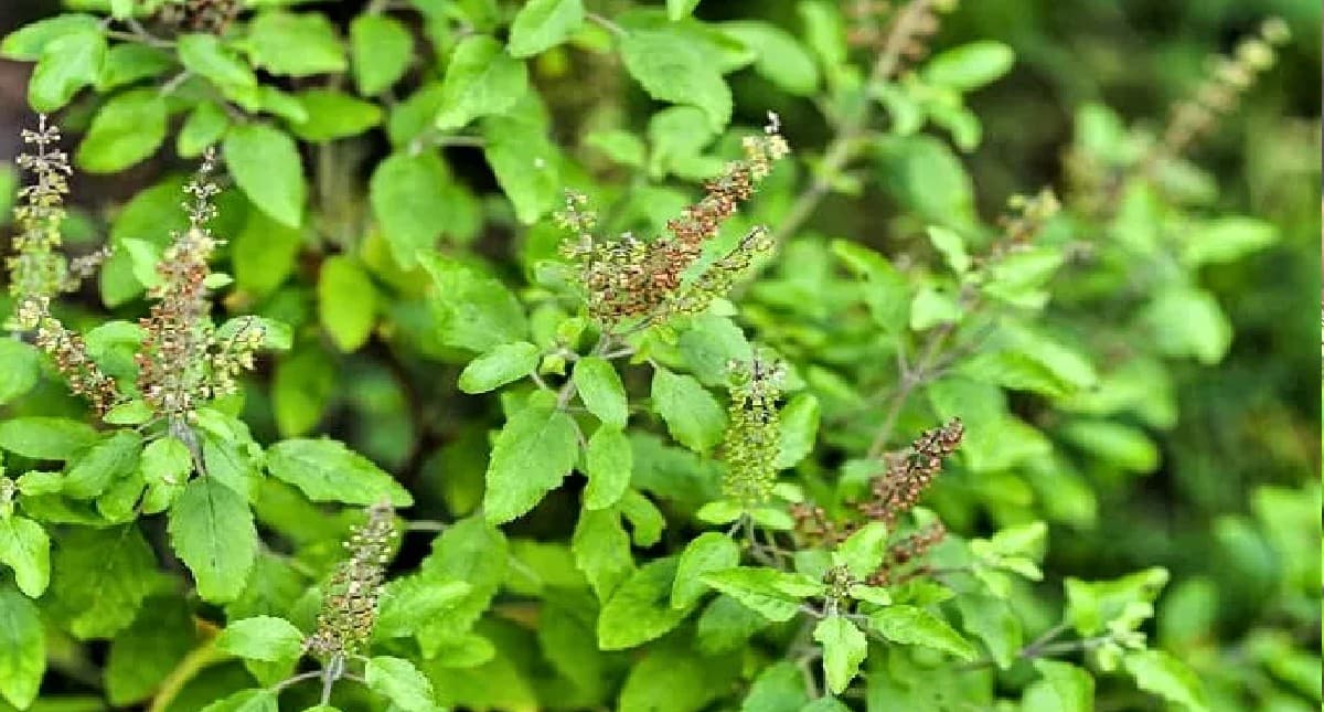 Tulsi Vastu Tips: तुलसी को माना जाता है देवी लक्ष्मी का रूप, जल चढ़ाते समय कभी न करें ये भूल, जानें नियम