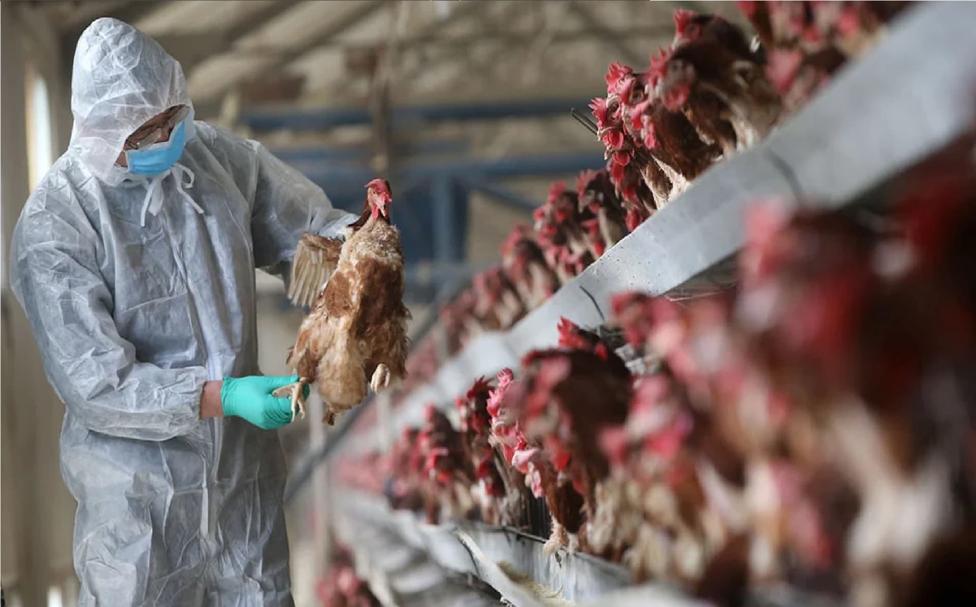 Bird Flu News : कितना खतरनाक है बर्ड फ्लू, किन राज्यों में है ज्यादा खतरा