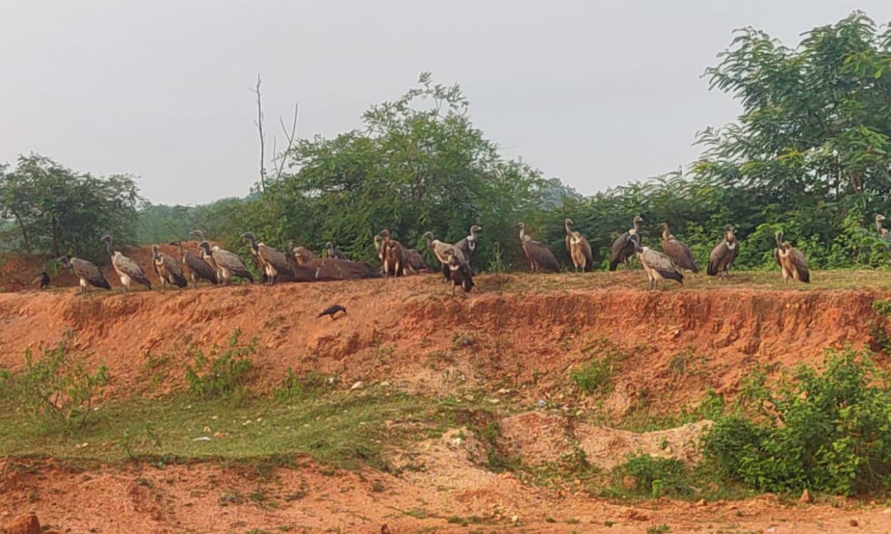 तिलैया में एक साथ दिखे विलुप्त प्राय: गिद्ध, लॉकडाउन के बाद बदले परिवेश के अच्छे संकेत मिलने की संभावना
