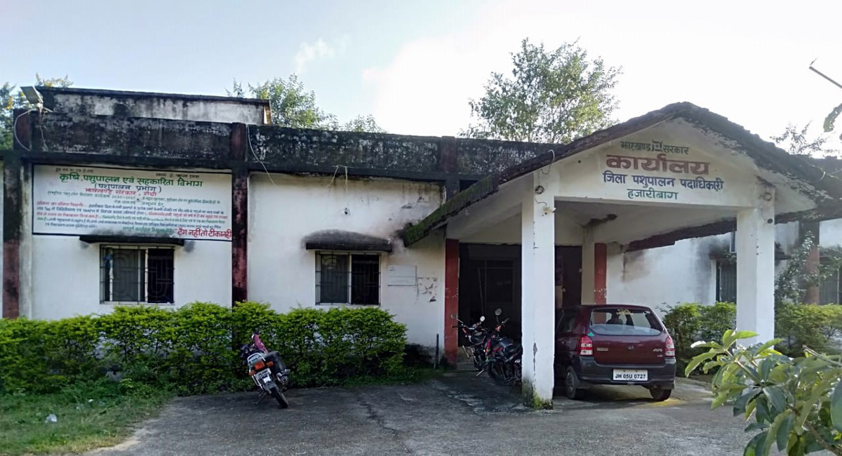 पशुपालन विभाग हजारीबाग में वेटनरी डॉक्टर्स समेत कई कर्मियों का अभाव, ग्रामीण नहीं करा पा रहे हैं पशुओं का इलाज