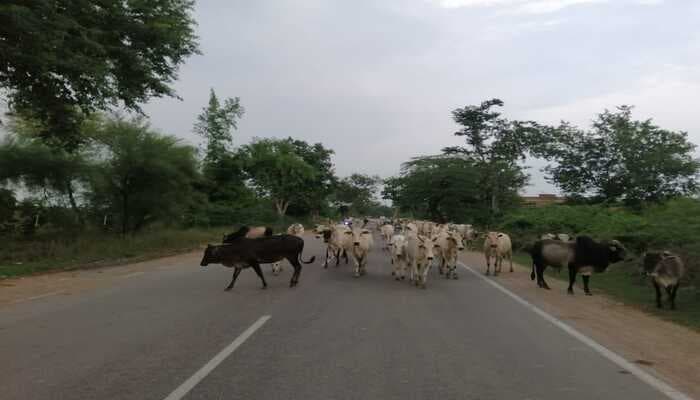 Aligarh News: अब छुट्टा पशुओं से मिलेगा छुटकारा, हर ग्राम-न्याय पंचायत में बनेगी गोशाला