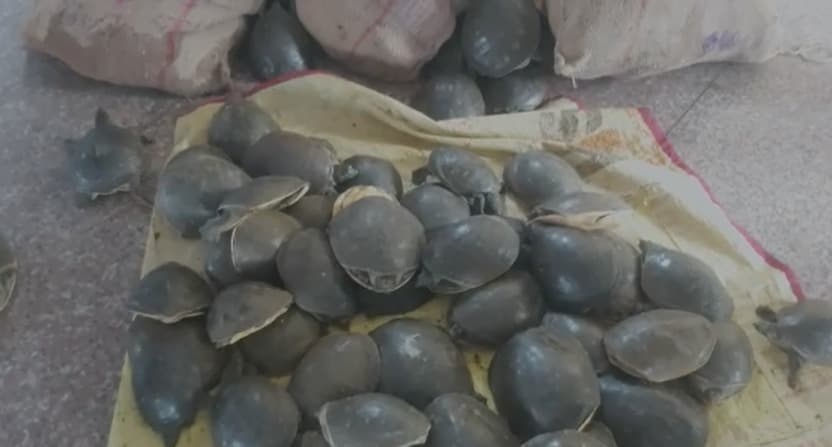 पूर्वांचल एक्सप्रेस से कोलकाता ले जाए जा रहे 426 कछुए बरामद, तस्करी का तरीका जान हो जाएंगे हैरान