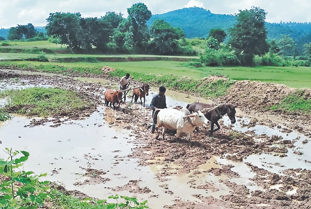 Jharkhand News: गुमला का किसान आखिर क्यों घोड़े से जोत रहा खेत, जानें वजह