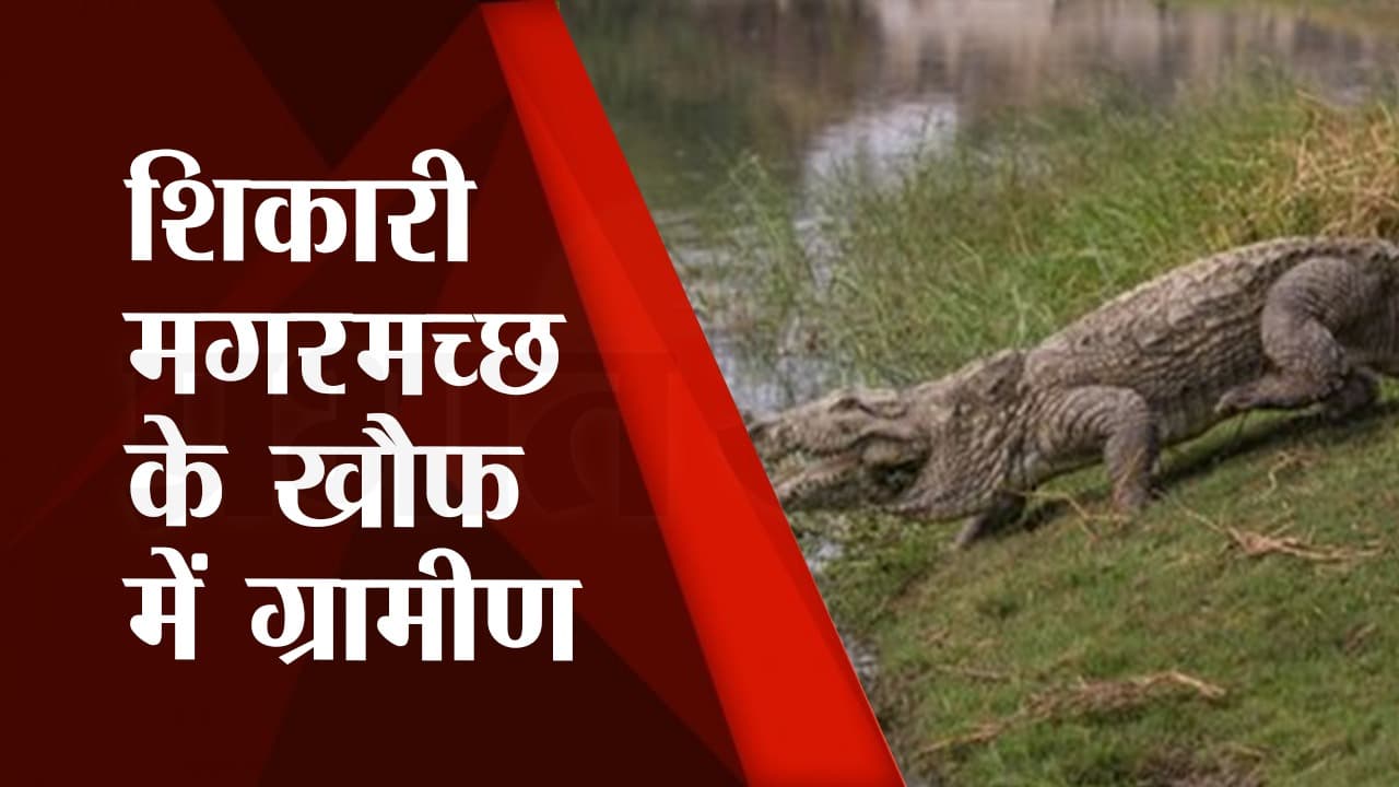 Bihar: भागलपुर में शिकार की ताक में झाड़ी में छिपकर बैठा था भूखा मगरमच्छ, युवक पर मारा झपट्टा, और फिर…