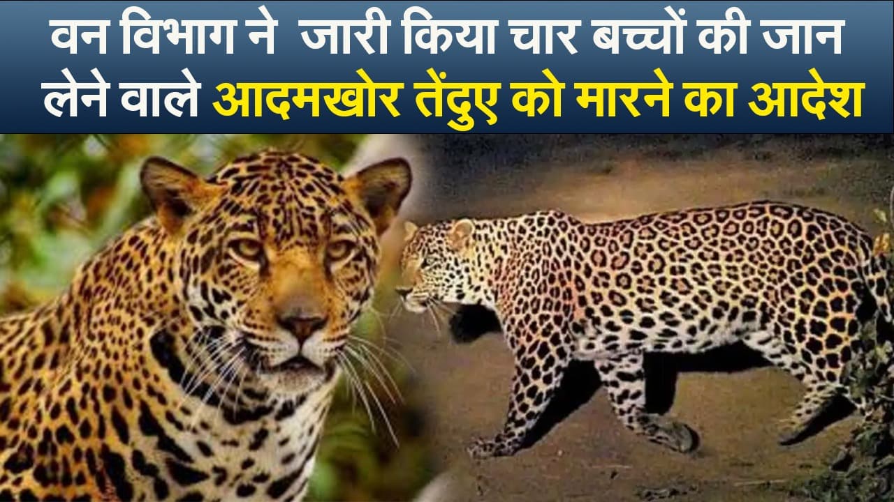 Video : वन विभाग ने जारी किया चार बच्चों की जान लेने वाले आदमखोर तेंदुए को मारने का आदेश