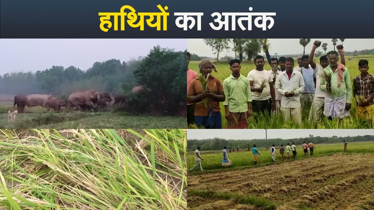 Video : झारखंड के इस जिले में धान की फसल लगते ही बर्बाद कर देते हैं हाथी