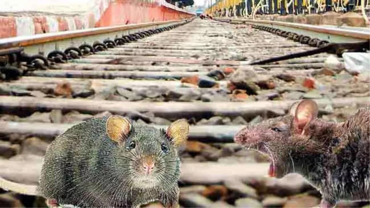 लखनऊ मंडल ने चूहा पकड़ने के लिए 3 साल में खर्च किए 69 लाख रुपए, हाथ आए 186 चूहे, अब NR ने दिया स्पष्टीकरण