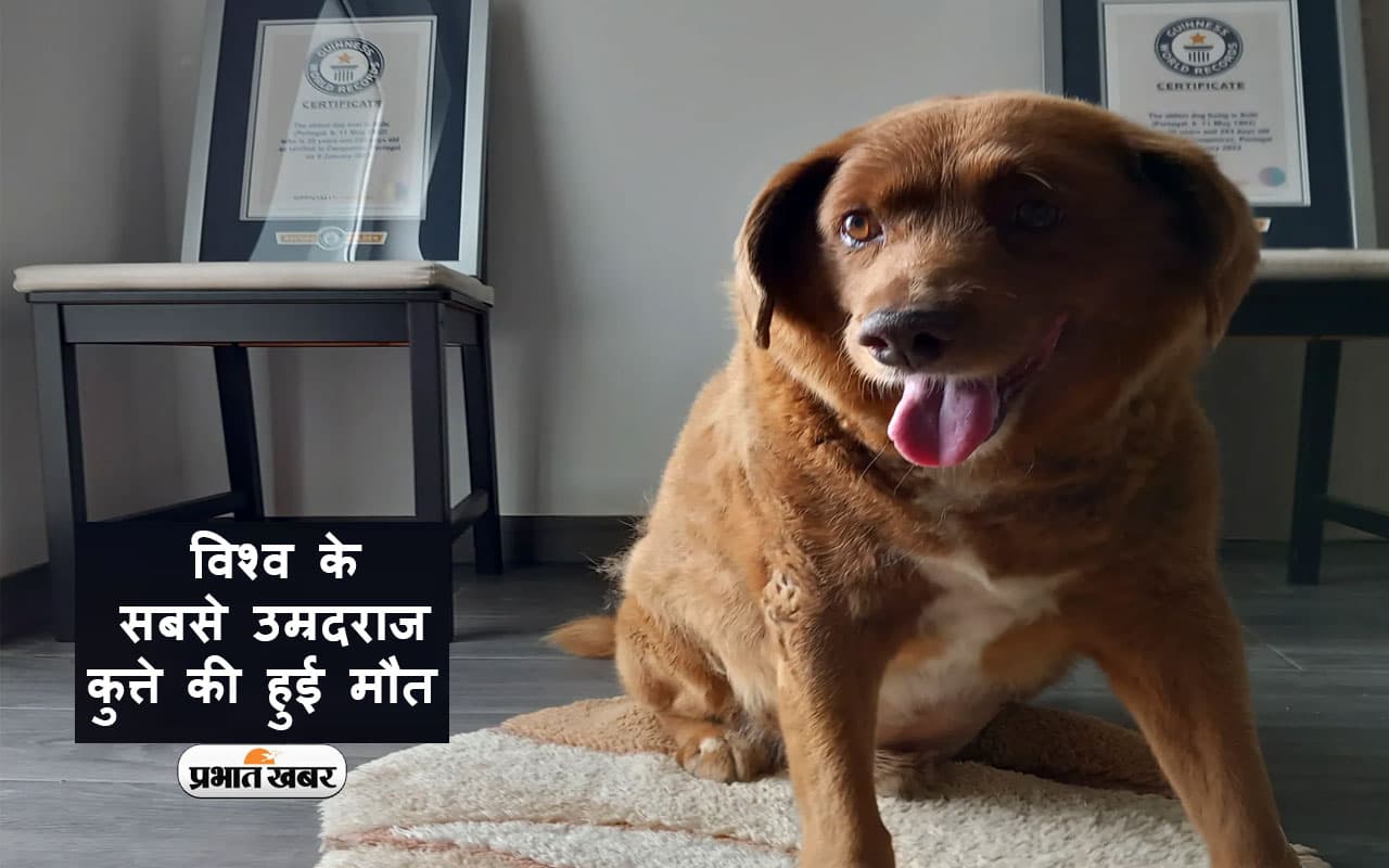 World’s Oldest Dog Died: विश्व के सबसे उम्रदराज कुत्ते की हुई मौत, पहले ऐसे दिया था मौत को चकमा