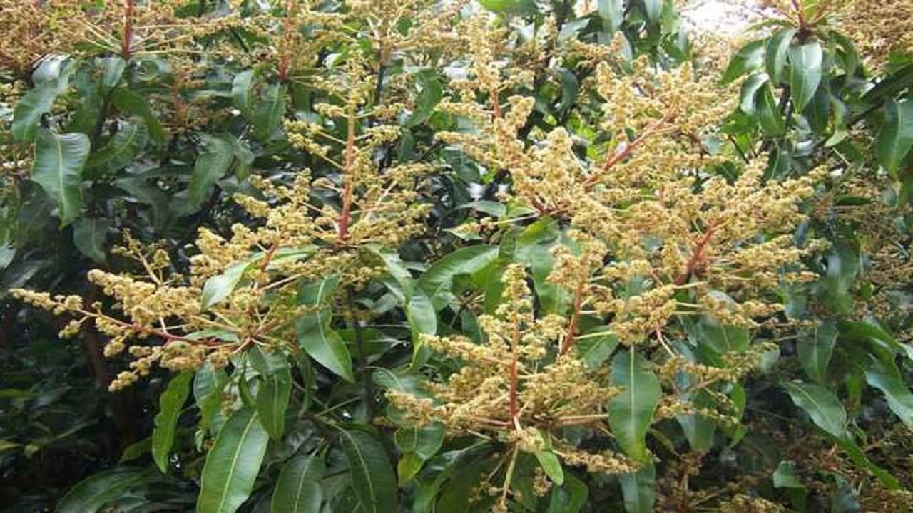 Agriculture News: इस बार गर्मी में महंगी मिलेगी आम, खराब हो रही है पूरी फसल, जानें कैसे होगा बचाव Agriculture News: इस बार गर्मी में महंगी मिलेगी आम, खराब हो रही है पूरी फसल, जानें कैसे होगा बचाव