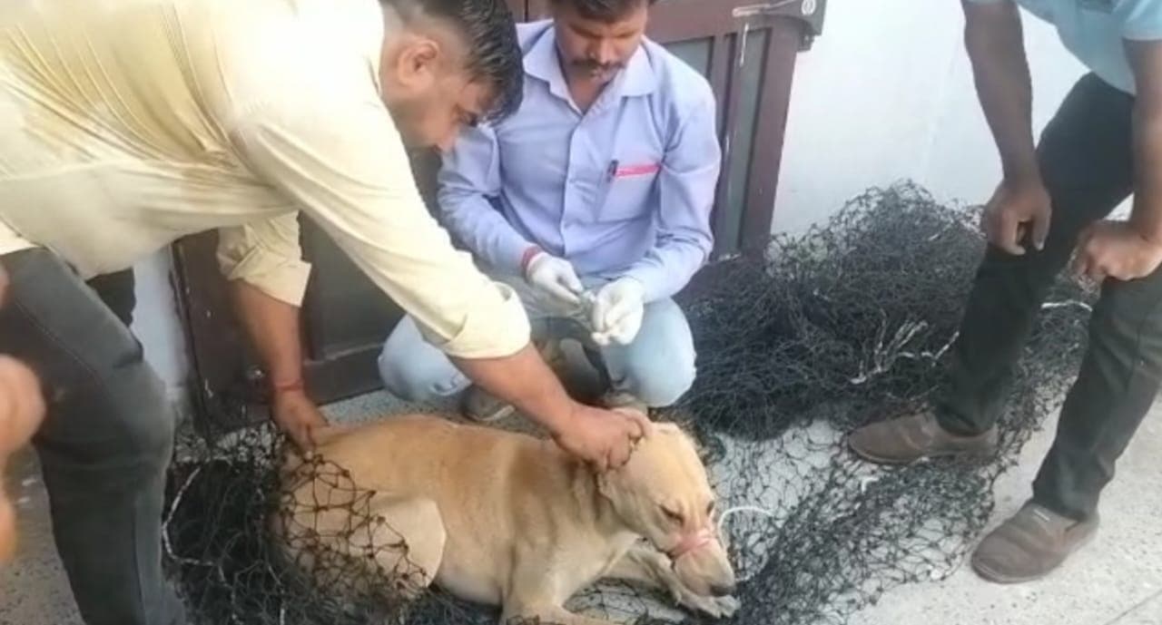 अलीगढ़ः कुत्ते पकड़ने के अभियान पर मेनका गांधी ने जताई नाराजगी, डॉक्टर की मौत के बाद एक्शन में नगर पालिका