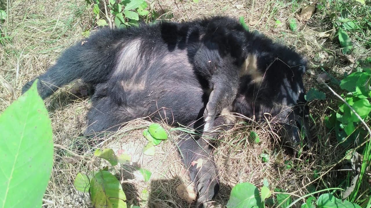 Bihar: बगहा के VTR क्षेत्र में भालू का शव मिलने से फैली सनसनी, तेंदुआ व बाघ की भी जान ले चुके हैं शिकारी