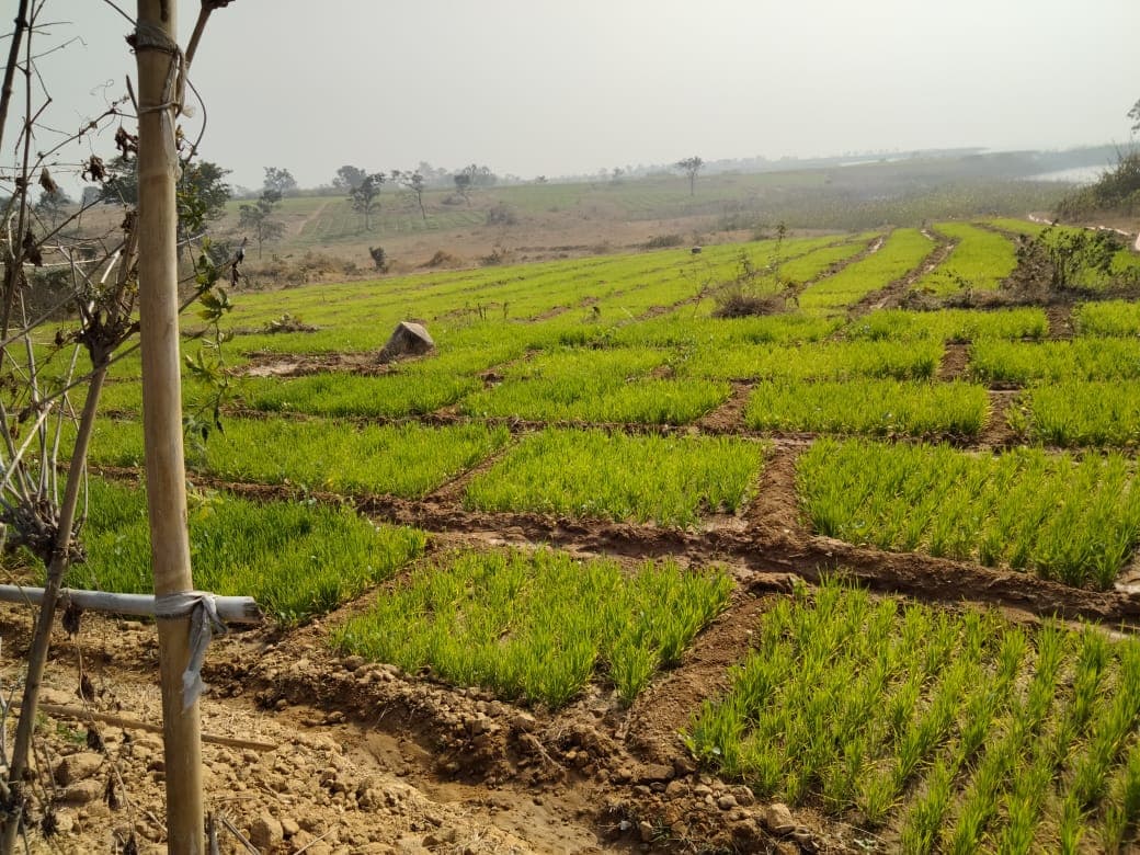 Jharkhand Agriculture News : झारखंड के बोकारो में संताली युवक ने परती जमीन पर लायी हरियाली, मनरेगा से ऐसे बदल रही जिंदगी