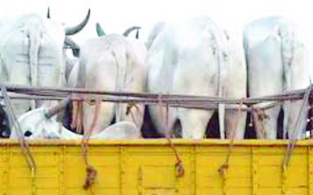 झारखंड : गिरिडीह में थमने का नाम नहीं ले रही पशु तस्करी, हर दिन नये तरीका अपना रहे तस्कर