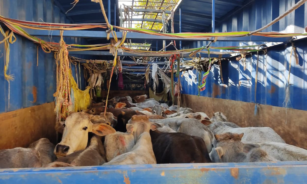 Jharkhand Crime News : अवैध मवेशी तस्करी का झारखंड- बिहार कनेक्शन, रामगढ़ के गोला में डाक पार्सल कंटेनर समेत 4 आरोपी गिरफ्तार